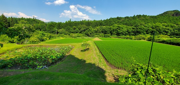 田んぼ1-2