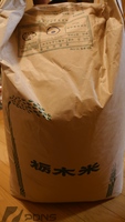 令和6年 有機肥料使用 コシヒカリ 